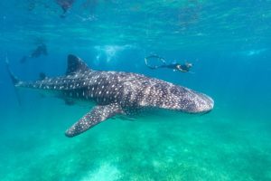 swimming with fishes in Mafia Island