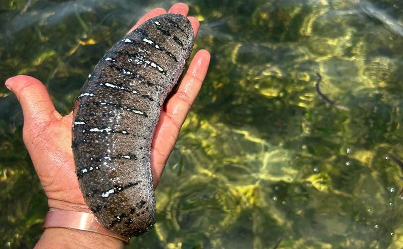 Sea cucumber at Mpogo Ocean Ranching